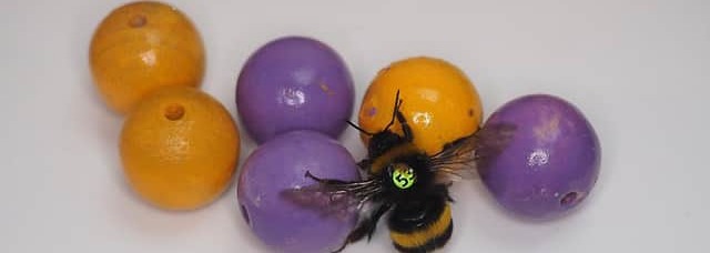 Bumblebees Enjoy Playing With Balls nov